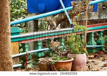 Monkey Sits At Sambok Pagoda, Kratie, Cambodia.