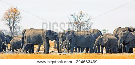 Panorama Of A Large Herd Of Elephants Surrounding The Makololo Waterhole In Hwange National Park, Zi