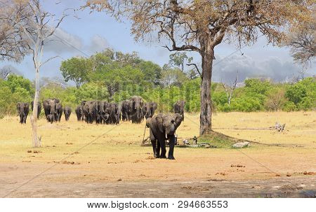 Large Herd Of Elephants Walking Out From The Bush Walking Towards Camera, With Vibrant Green Tree An