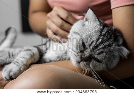 Cat Lying On Lap Happily.