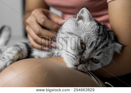 Cat Lying On Lap Happily.