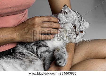 Cat Lying On Lap Happily.