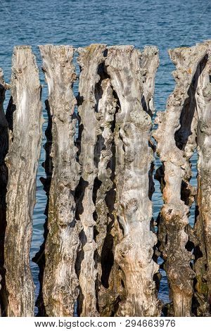 Big Breakwater, 3000 Trunks To Defend The City From The Tides, Plage De L Eventail Beach In Saint-ma