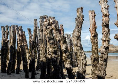 Big Breakwater, 3000 Trunks To Defend The City From The Tides, Plage De L Eventail Beach In Saint-ma