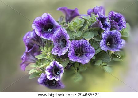Bellflower In Bloom In Spring