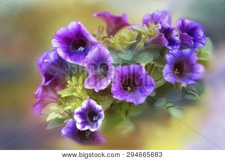 Bellflower In Bloom In Spring