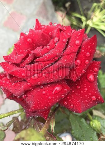 True Love Is Like Little Roses, Sweet, Fragrant In Small Doses.