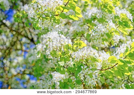Flowers Of The Cherry Blossoms On A Spring Day