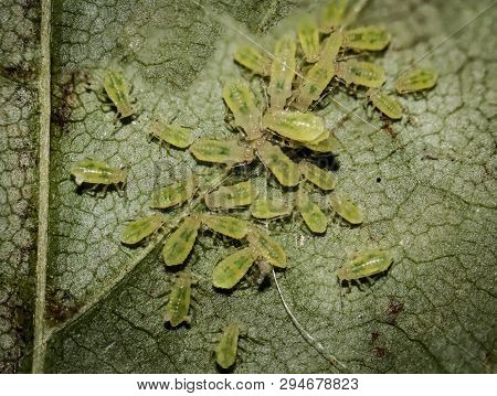A Macro Of Aphids On A Leaf