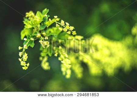 Flowering Bush Of Red Currant With Green Leaves In The Garden