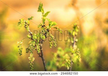 Flowering Bush Of Red Currant With Green Leaves In The Garden