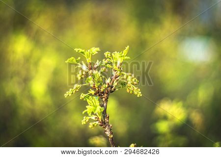 Flowering Bush Of Red Currant With Green Leaves In The Garden