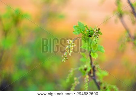 Flowering Bush Of Red Currant With Green Leaves In The Garden