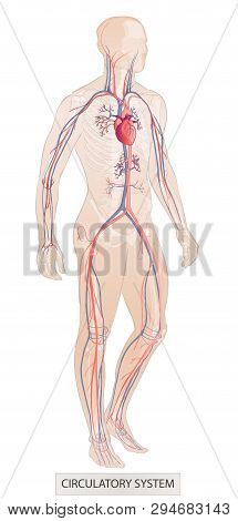 Human System. Human Body Parts. Man Anatomy. Hand Drown Vector Sketch Illustration Isolated