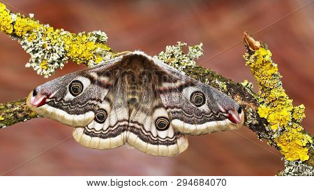 The Small Emperor Moth (saturnia Pavonia). Moth, Butterfly
