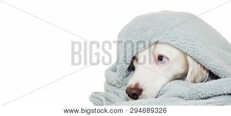 Lovely Dog With Blue Eyes  Wrapped With A Colored Towel Waiting For A Bath Or Shower. Isolated Again