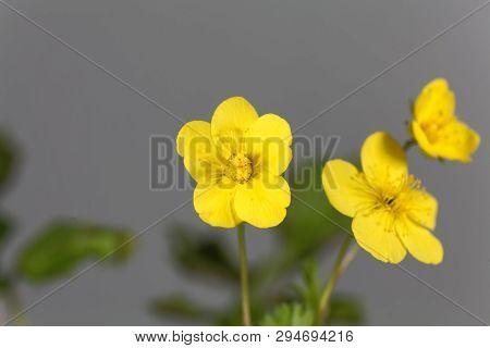 Flower Of The Barren Strawberry Waldsteinia Ternata