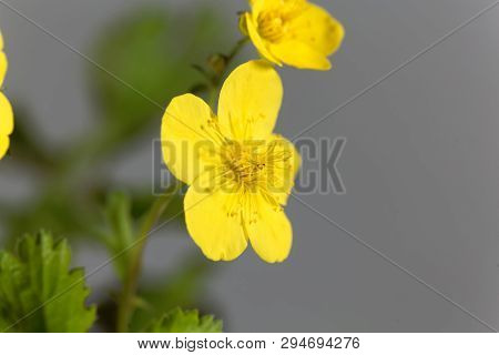 Flower Of The Barren Strawberry Waldsteinia Ternata