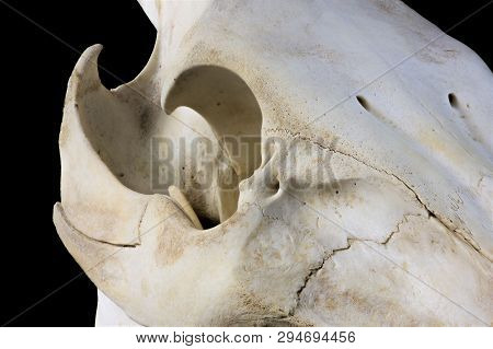 Boar Skull Detail Eyeball Black Background Close Up