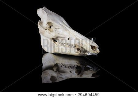 Boar Skull Isolated Black Background With Mirror Reflection