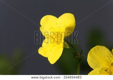 Flower Of The Barren Strawberry Waldsteinia Ternata