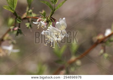 Flowers Of A Fragrant Honeysuckle, Lonicera Fragrantissima