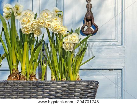 Spring Flowers In A Pot On The Street. Bulb Flowers. Awakening Of Spring.