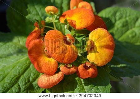 Orange Yellow Slipper Flower - Latin Name - Calceolaria X Herbeohybrida