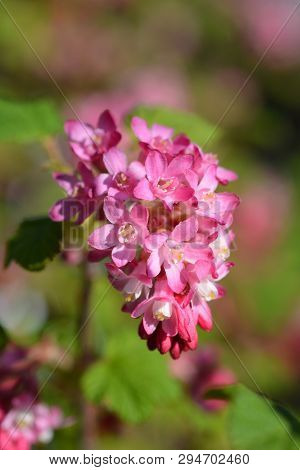 Winter Currant King Edward Vii - Latin Name - Ribes Sanguineum King Edward Vii