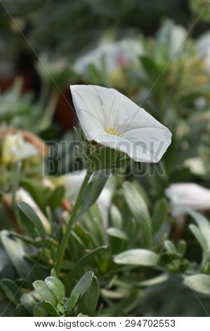 Shrubby Bindweed - Latin Name - Convolvulus Cneorum