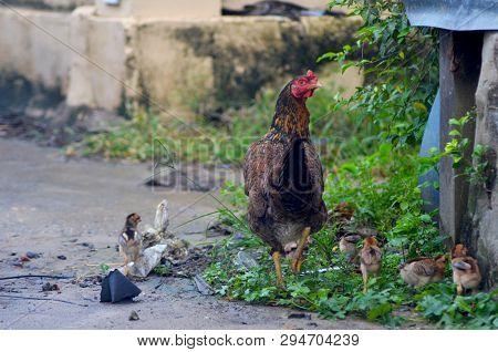 A Brown And Black Hen Is Walking Away From The Camera, Followed By Half A Dozen Chicks. They Are For