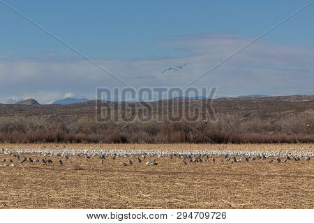 Bosque Del Apache New Mexico, Sandhill Cranes Antigone Canadensis And Snow Geese Anser Caerulescens 