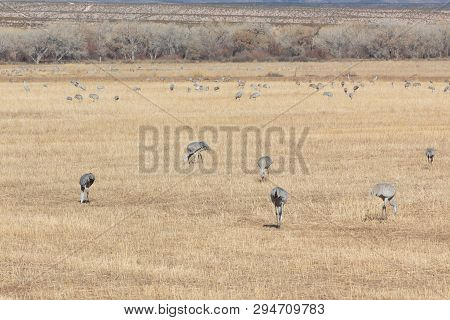 Bosque Del Apache New Mexico, Sandhill Cranes Antigone Canadensis Flock Feeding In Open Field, Early