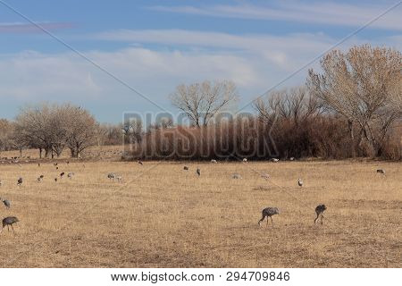 Bosque Del Apache New Mexico, Sandhill Cranes Antigone Canadensis Flock Spread Out In Open Fields, E