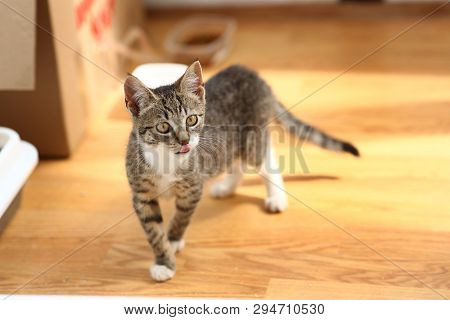 Grey And White Cat Stands In A Baclony On The Floor, White Wall Background