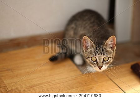 Grey And White Cat Lies In A Baclony On The Floor, White Wall Background