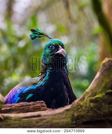 The Face Of A Male Himalayan Monal In Closeup, Colorful Pheasant From The Himalaya Mountains Of Indi