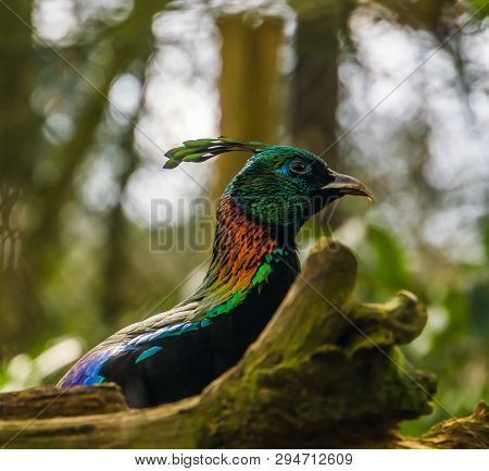 Closeup Of The Face Of A Himalayan Monal, A Colorful Male Pheasant From The Himalayas Of India