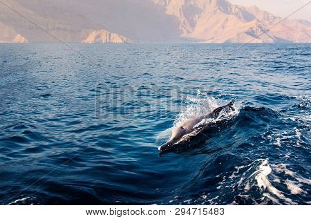 Dolphin Rising Above Crystal Clear Water Swimming By The Boat