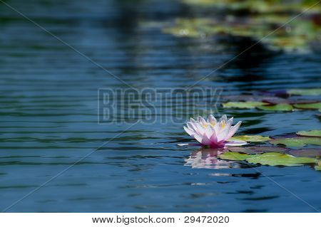 Lotus çiçeği