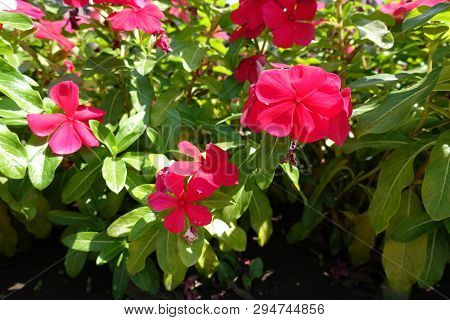 Five Petaled Red Flowers Of Catharanthus Roseus