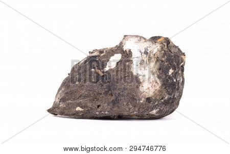 Owl - Bird Of Prey, Dropping