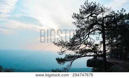 Natural Branches In The Foggy Sky To The Natural World.
