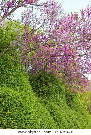 Árboles con flores rosa-Crataegus laevigata Pauls escarlata