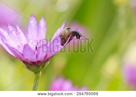 Curious Snail , Covered With Dew Drops, On The Purple Flower In The Farden, Macro, Closeup