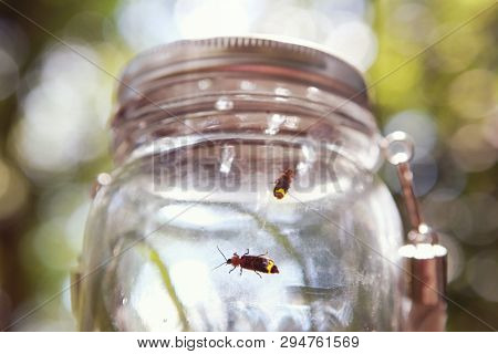 Soft focus fireflies in a jar, shallow focus on glass