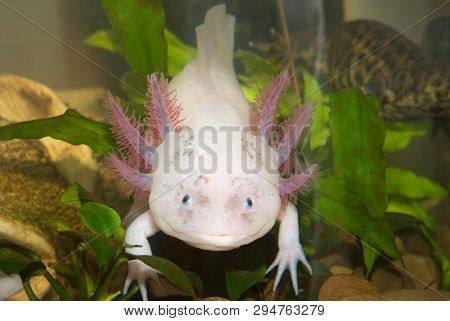 Underwater Axolotl Portrait Close Up In An Aquarium. Mexican Walking Fish. Ambystoma Mexicanum.