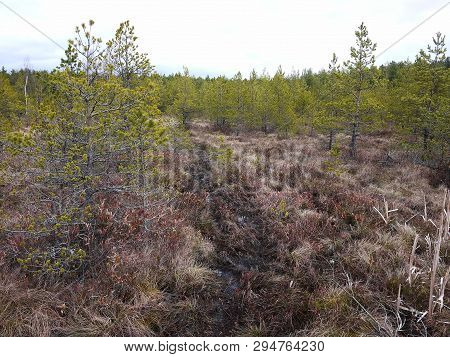 Swamp And Moss In Spring.  This Is What A Swamp Looks Like When The Snow Melts. Details And Close-up