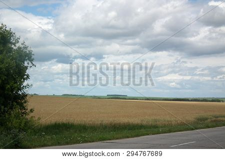 Rural Landscape. Ripe Wheat Field Before Harvesting A New Crop.