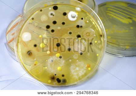 Colonies Of Different Bacteria And Mold Fungi Grown On Petri Dish With Nutrient Agar, Close-up View.